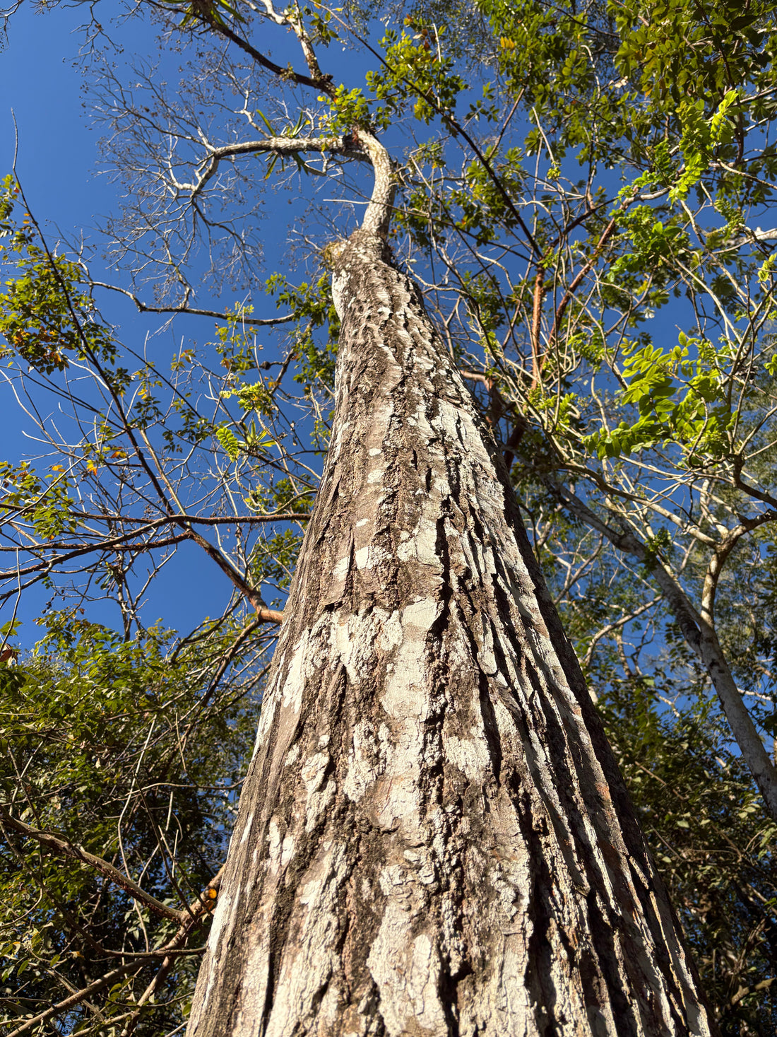 Plant 1 Tree with Fauna: Our Initiative