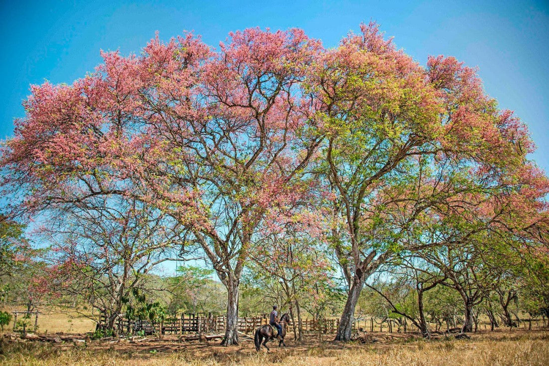 Bosques de Costa Rica: Ecosistemas forestales