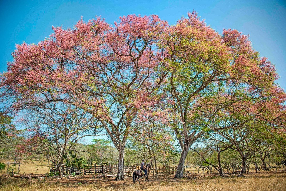 Bosques de Costa Rica: Ecosistemas forestales