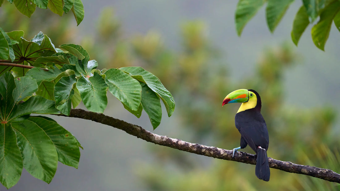 Árboles nativos de Costa Rica: plantar un árbol también es devolverle espacio a la vida