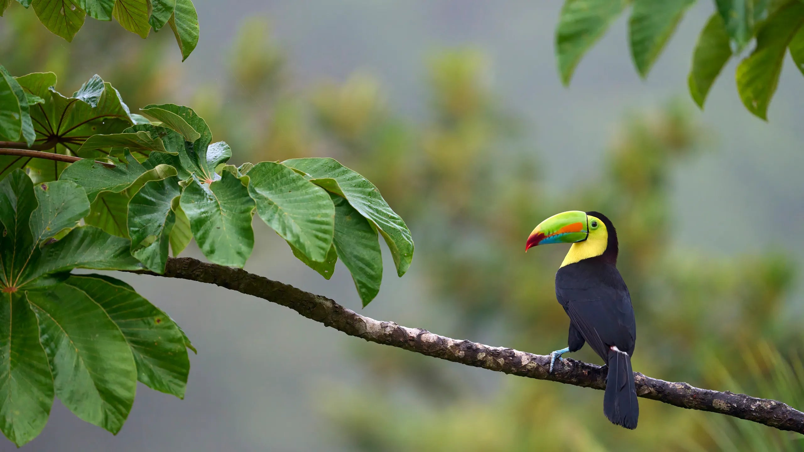 Árboles nativos de Costa Rica: plantar un árbol también es devolverle espacio a la vida