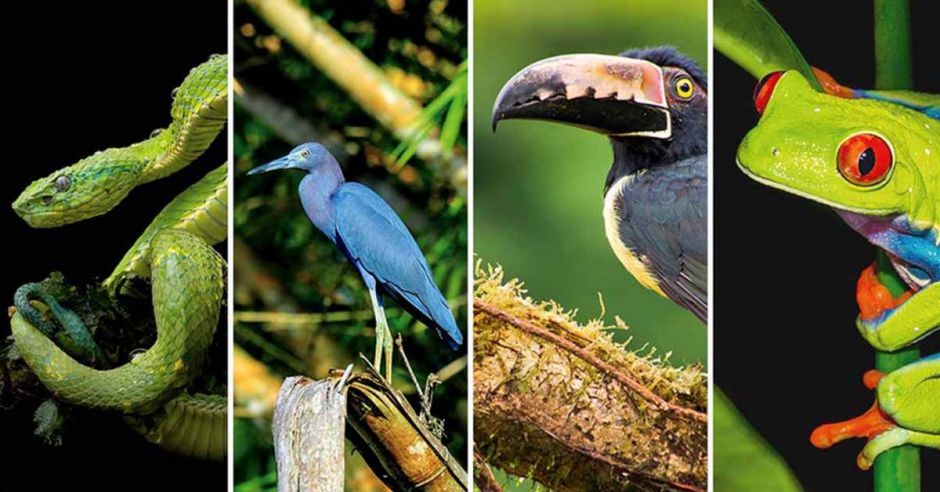 Día del Trabajador: defender los bosques también es una profesión