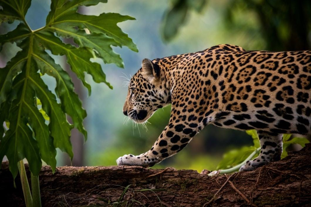 Guardianes del Bosque Tropical: animales que inspiran la esencia de América Latina