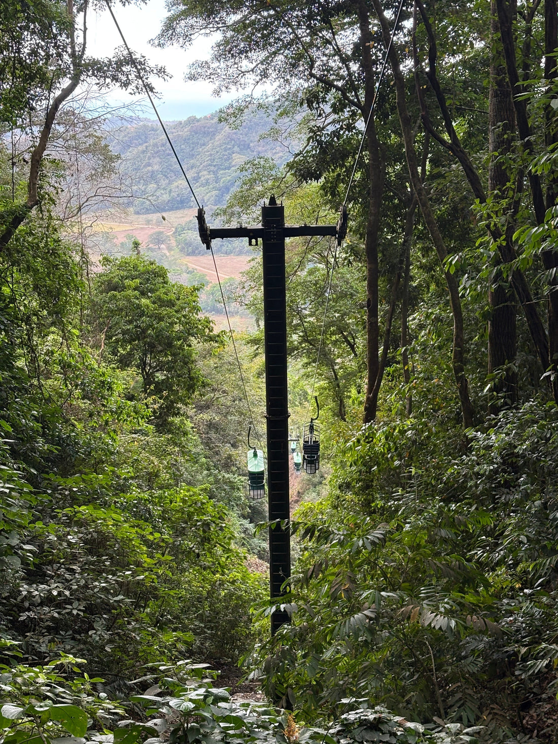 Rain Forest Adventure Park por Fauna Latina: Una alianza por el bosque tropical de Jacó 🌿