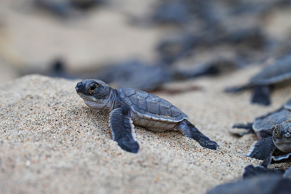Temporada de tortugas en Costa Rica: conocerlas es el primer paso, protegerlas es el siguiente