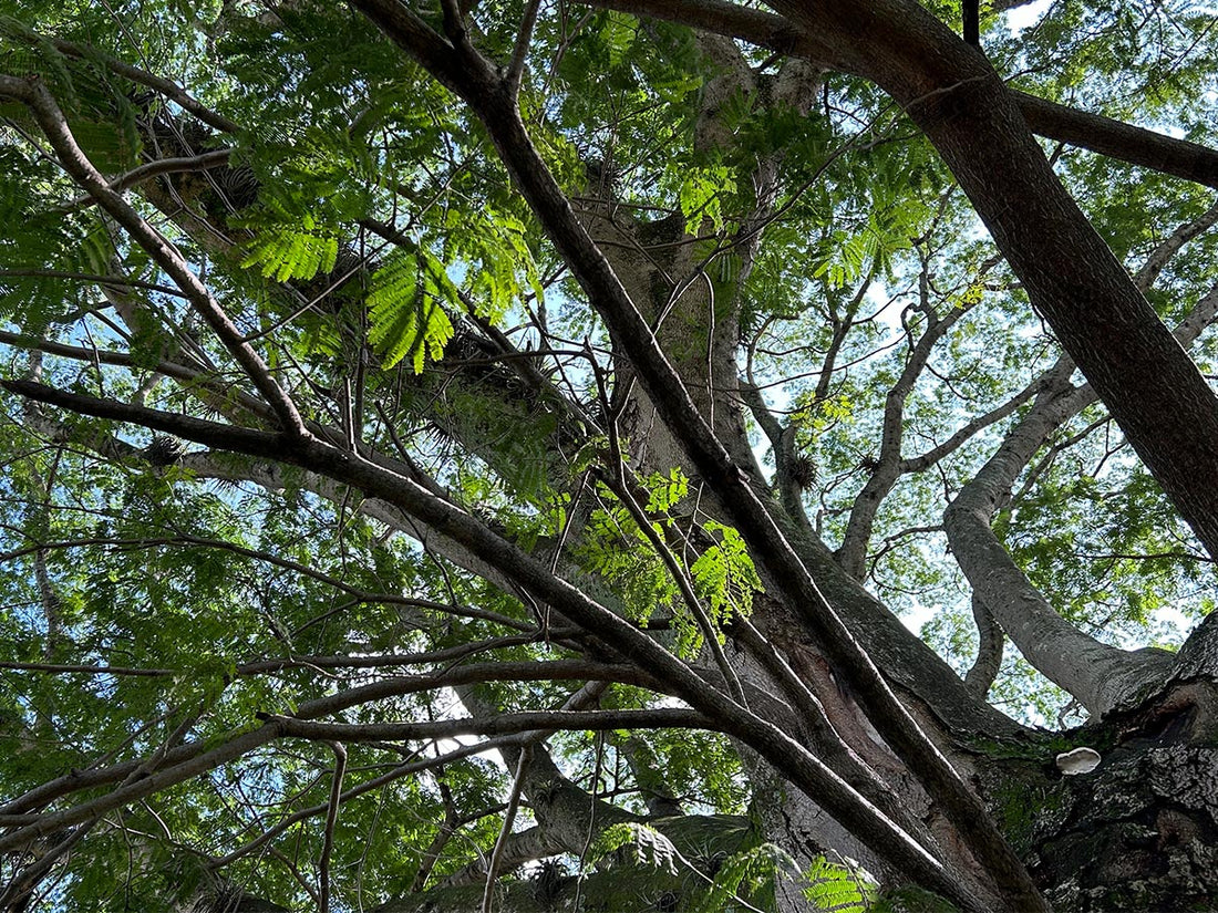 Árboles endémicos de Costa Rica: qué plantar hoy para restaurar el mañana