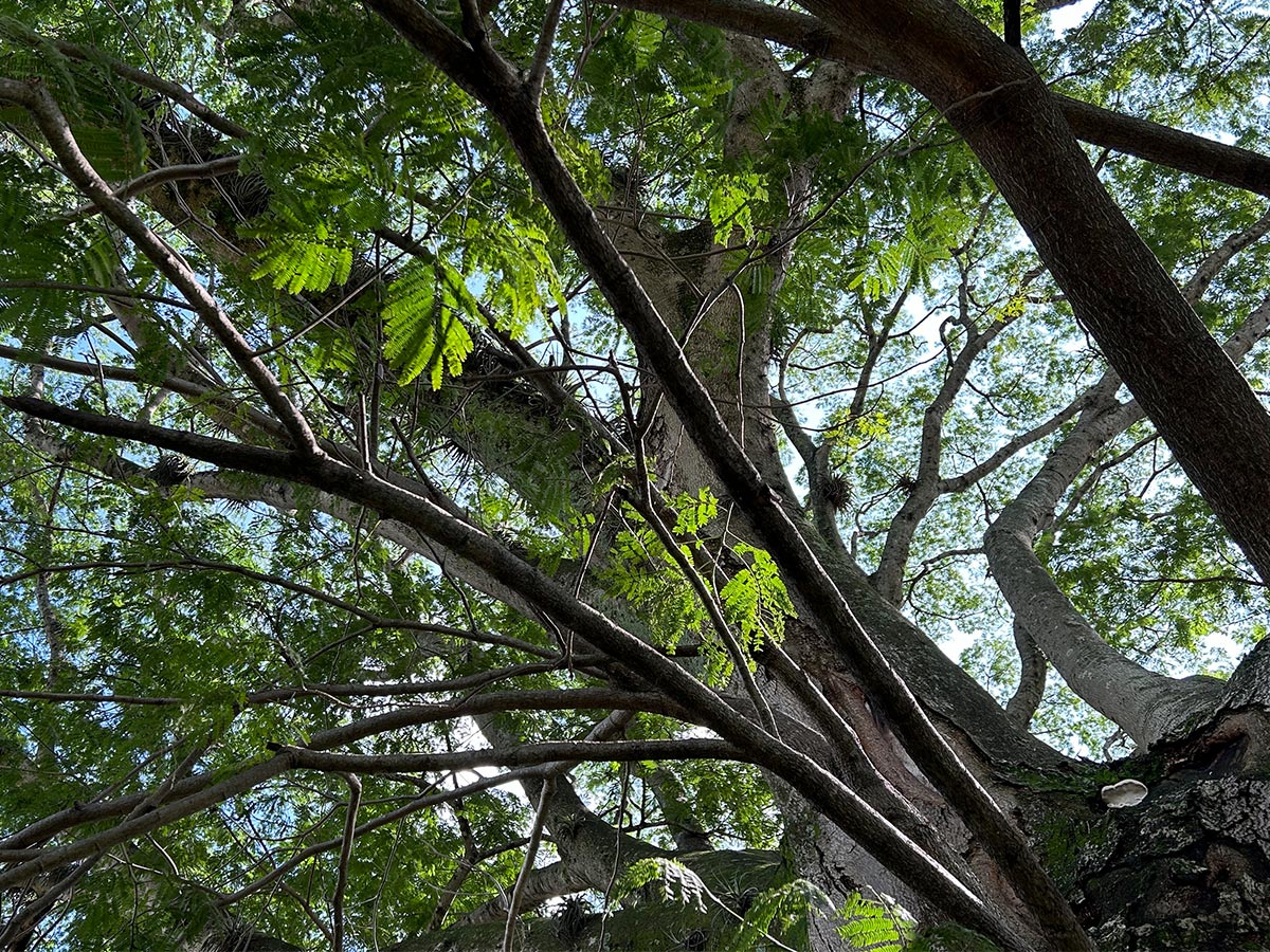 Árboles endémicos de Costa Rica: qué plantar hoy para restaurar el mañana
